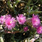 SMICROSTIGMA (Mesembryanthemaceae)